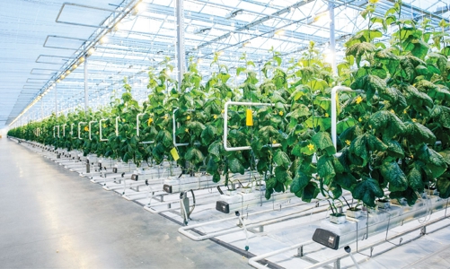 TP.HCM đặt mục tiêu nông nghiệp ứng dụng công nghệ cao chiếm từ 75 - 85%