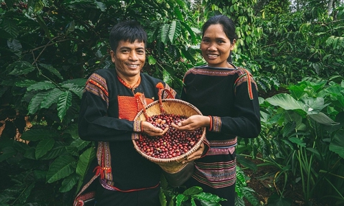 Cà phê, gỗ, cao su của Việt Nam xuất khẩu vào EU phải tuân thủ EUDR