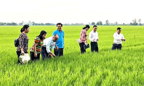 Đề án 1 triệu ha lúa chất lượng cao tạo bước chuyển mang tính đột phá tại vùng đất 