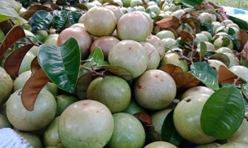 Hoa Kỳ: Thị trường tiềm năng cho trái cây Việt Nam