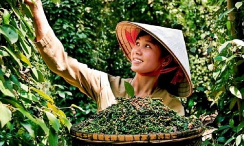 Hoa Kỳ là thị trường xuất khẩu hồ tiêu lớn nhất của Việt Nam