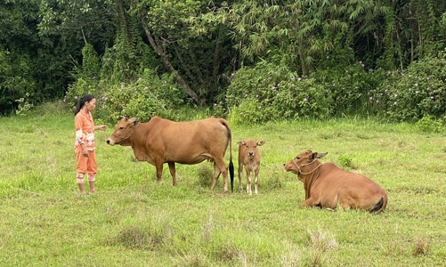 Hơn 1.500 phụ nữ ở Thừa Thiên Huế được hưởng lợi từ dự án phục hồi sinh kế 
