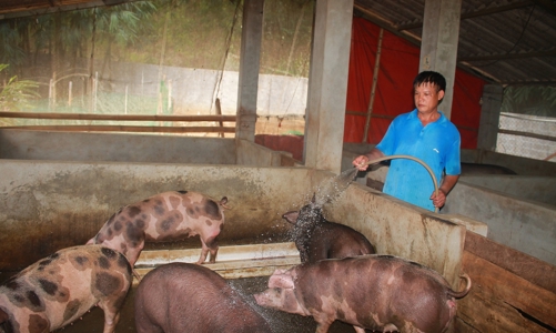 Sơn La đã dập tắt dịch tả lợn châu Phi