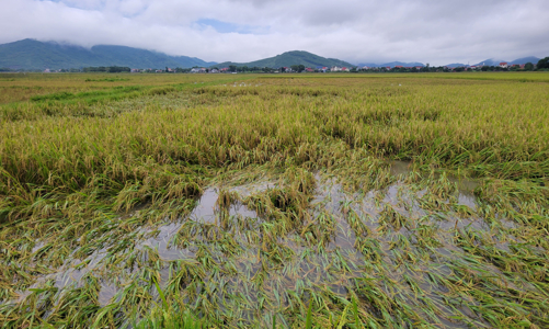 Chủ động ứng phó với ngập úng do mực nước các con sông lớn tăng trong mùa mưa lũ