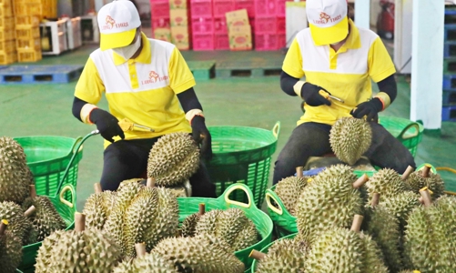 Xuất khẩu sầu riêng đạt hơn 1,3 tỷ USD trong nửa đầu năm 2024