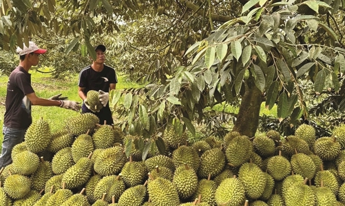 Sầu riêng “chạy” theo số lượng, tiềm ẩn nhiều nguy cơ đối với vùng trồng