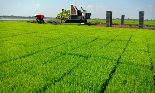 Sản xuất nông nghiệp tháng 7/2024: Thủy sản nuôi trồng tăng khá, gieo cấy lúa nỗ lực sau mưa lũ 