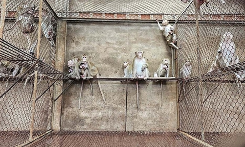 Việt Nam chính thức được phép xuất khẩu khỉ sang Trung Quốc cho mục đích y tế