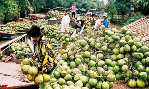 Xuất khẩu rau quả tăng mạnh, trái dừa tươi được kỳ vọng sẽ đột phá