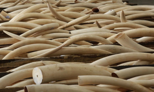 Nhân viên sân bay Nội Bài “tiếp tay” vận chuyển ngà voi, sừng tê giác từ Angola về Việt Nam