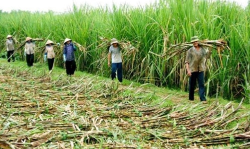 Ngành mía đường “bất lực” trước đường nhập lậu và đường siro ngô nhập khẩu