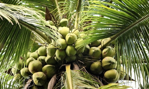 Bến Tre phát triển ngành dừa bền vững