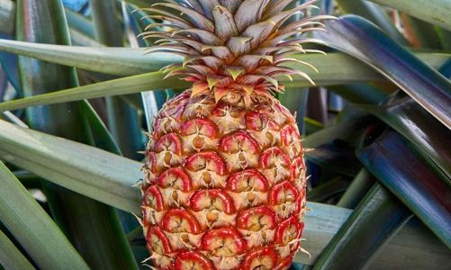 Sự trỗi dậy của thị trường trái cây cao cấp