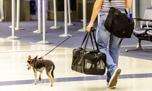 Trào lưu du lịch cùng thú cưng tác động không nhỏ đến ngành hàng không