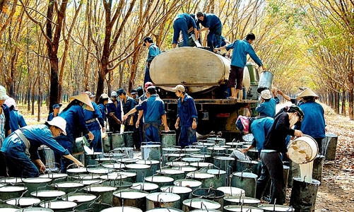 Dự báo giá cao su tiếp tục tăng, xuất khẩu năm 2024 có thể đạt 3,2 tỷ USD