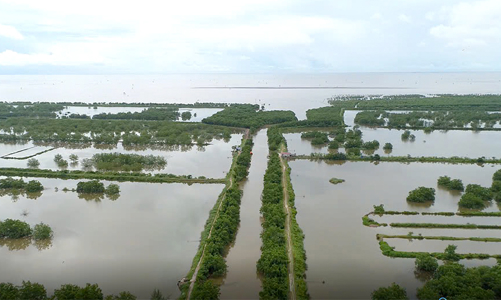 Hải Phòng gia hạn sử dụng đất 24 tháng đối với khu đầm nuôi trồng thuỷ sản hơn 300ha