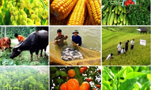 Sản xuất nông nghiệp 8 tháng năm 2024: Thủy sản và diện tích rừng trồng mới tăng khá