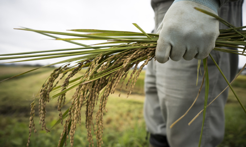 Nhật Bản thiếu gạo nghiêm trọng nhất nhiều thập kỷ