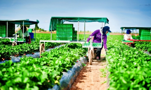 1.000 lao động Việt Nam có cơ hội sang Australia làm việc
