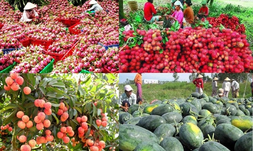 Trái cây Việt Nam sẽ thâm nhập sâu hơn vào thị trường Trung Quốc