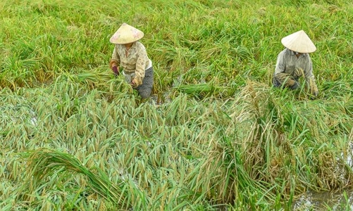 Ngớt mưa, nông dân hối hả cứu lúa