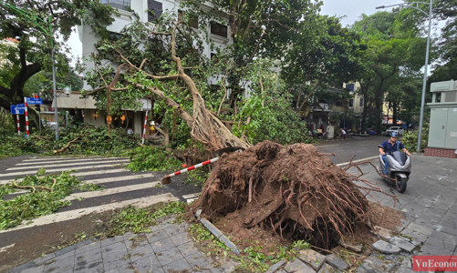 [Phóng sự ảnh] Người dân Hà Nội tránh cây đổ, tìm đường tới công sở