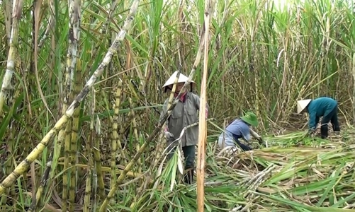 Rà soát biện pháp phòng vệ thương mại đối với sản phẩm đường mía xuất xứ từ Thái Lan