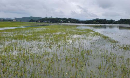 Hơn 4.000 ha lúa, cây trồng tại Thanh Hóa bị ngập úng, đổ gãy