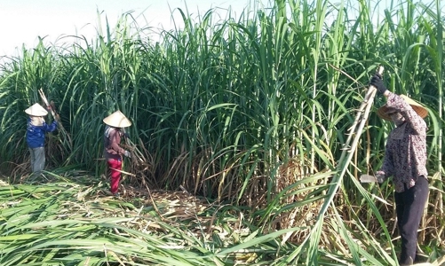 Xây dựng chuỗi mía đường đủ sức cạnh tranh, thích ứng biến đổi khí hậu