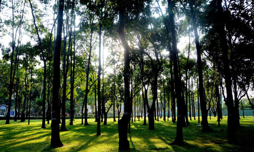 TP.HCM phát triển mảng xanh đô thị bảo đảm an toàn, hiệu quả