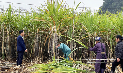 Doanh nghiệp kêu cứu về nạn “chảy máu” mía nguyên liệu