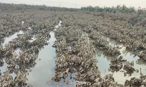 Rút ngắn thời hạn xử lý thủ tục hành chính hỗ trợ khôi phục nông nghiệp bị thiệt hại do thiên tai