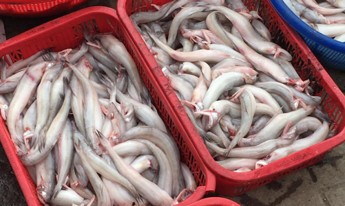 Mua bán, sử dụng thực phẩm an toàn sau bão lũ