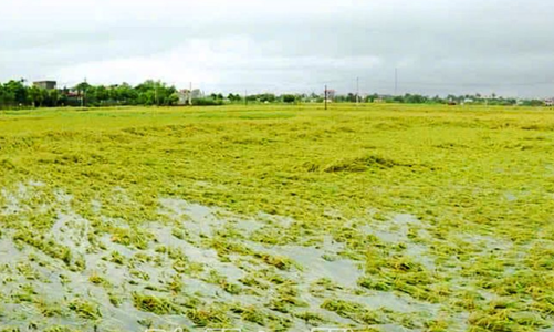 Các doanh nghiệp chung tay hỗ trợ giống, phân bón giúp nông dân khôi phục sản xuất 