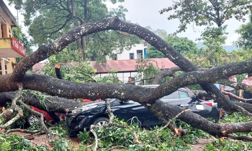 Thanh Hóa - Nghệ An: Mưa lớn, gió mạnh khiến cây gãy, đổ nhiều người bị thương