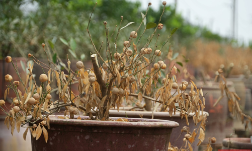 [Phóng sự ảnh] Quất Tứ Liên, đào Nhật Tân sau lũ: Có kịp đón Tết?