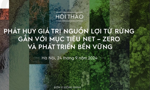 Cơ hội đầu tư phát triển rừng từ cơ chế tạo tín chỉ carbon