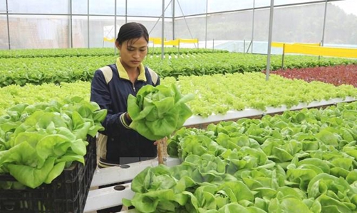 Tái diễn lừa đảo đưa lao động sang Hàn Quốc làm việc thời vụ 