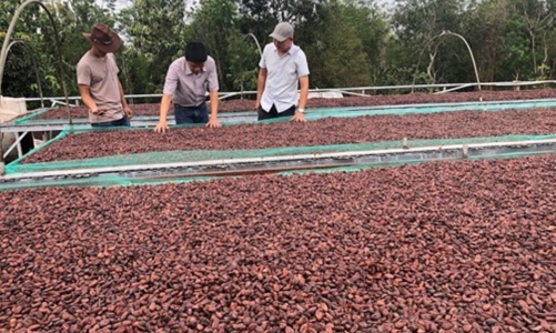 Biến vỏ quả ca cao thành than sinh học: Giải pháp kinh tế tuần hoàn trong ngành ca cao