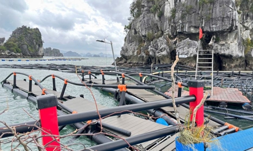 Gấp rút khôi phục sản xuất chăn nuôi và thuỷ sản sau thiên tai