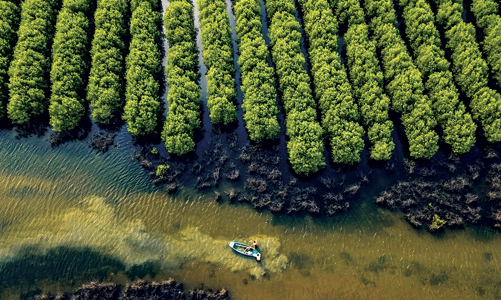 Nâng cao giá trị từ rừng bằng mục tiêu kép