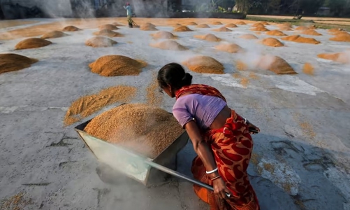 Ấn Độ quay xe đẩy mạnh xuất khẩu gạo, doanh nghiệp gạo trong nước bị ảnh hưởng ra sao? 