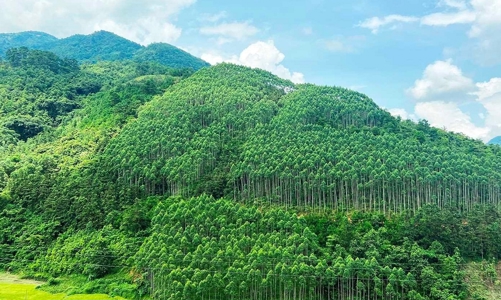 Thiếu hụt chính sách đang cản trở lộ trình phát triển thị trường tín chỉ carbon rừng