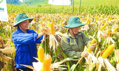 Phát triển công nghệ sinh học nông nghiệp tại Việt Nam vẫn tụt hậu so với thế giới