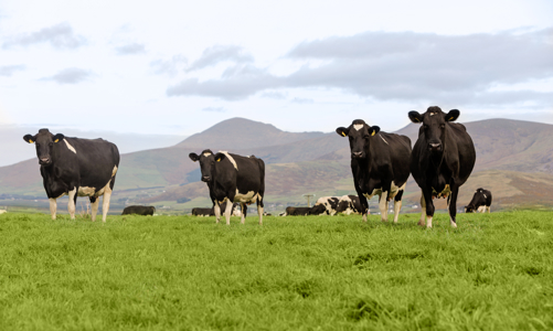 Việt Nam – Ireland tăng cường thúc đẩy hợp tác trong ngành thực phẩm, đồ uống