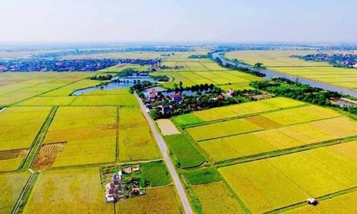 Quy định mức xử phạt vi phạm trong sử dụng đất trồng lúa sang loại đất khác