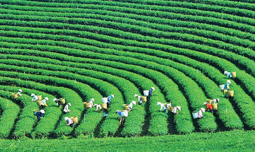 Thương hiệu Việt dốc sức đạt đích “xanh”