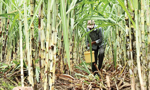 Người trồng mía ở Gia Lai hướng tới bán tín chỉ carbon
