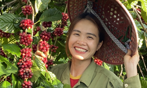 Những hạt cà phê trọn vị đắng cay ngọt bùi của cô nông dân Đắk Lắk bỏ phố về quê