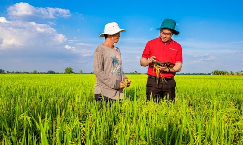 Ngân hàng cho vay tín chấp lên tới 3 tỷ đồng để phát triển 1 triệu héc ta  lúa phát thải thấp 